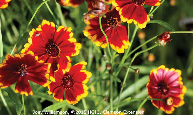 Tips for Growing Annuals - Calliopsis Tips for Growing Annuals - Calliopsis