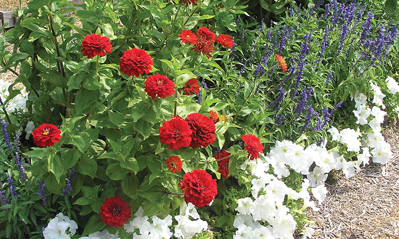 Tips for Growing Annuals - Flower Bed Tips for Growing Annuals - Flower Bed